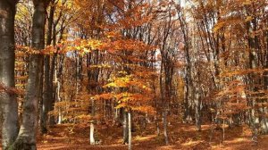 АНТОНИО ВИВАЛЬДИ. ВРЕМЕНА ГОДА. ОСЕНЬ