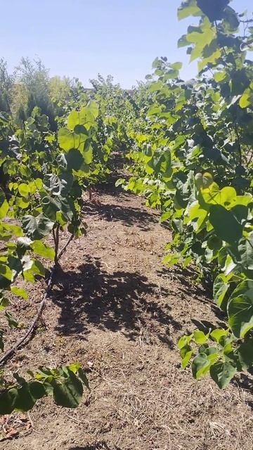 Церцис канадский (Cercis Canadensis) H 1.5-2 м, ком