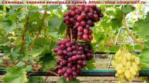 Виноград 3.08.2025- ТРИУМФ, мускатный красавец с крупными гроздями и ягодами, ранний, устойчивый.