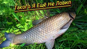 Белый Амур-Монстр на Рогатку - Адреналин зашкаливал!#2025#рекомендации#youtube#top#рыбалканарогатку