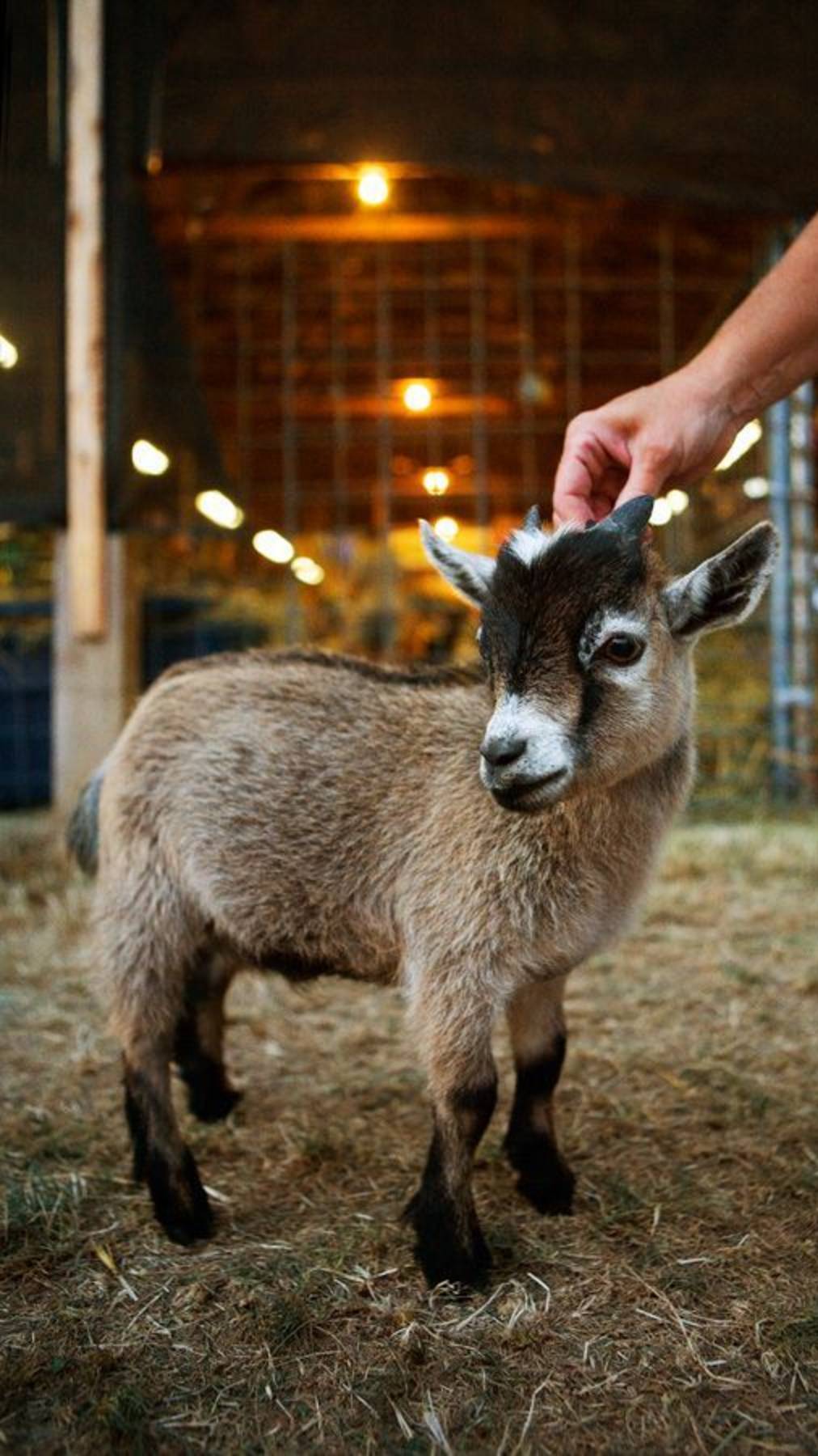 Карликовая Козочка-новое домашнее животное смотреть онлайн