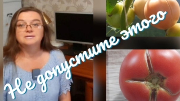 Трещины на томатах. Как помочь и спасти урожай смотреть онлайн