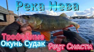 НЕВА ВСЁ ПОПРЕЖНЕМУ ТРОФЕЙ СУДАК ОКУНЬ РВЁТ СНАСТИ ОТВОДНОЙ РАСКАЧАЛ ХИЩНИКА НА КЛЁВ