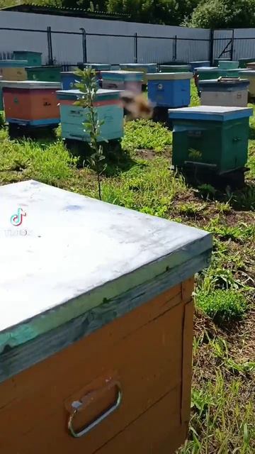 Роёк так поживает!🐝🐝🐝 смотреть онлайн