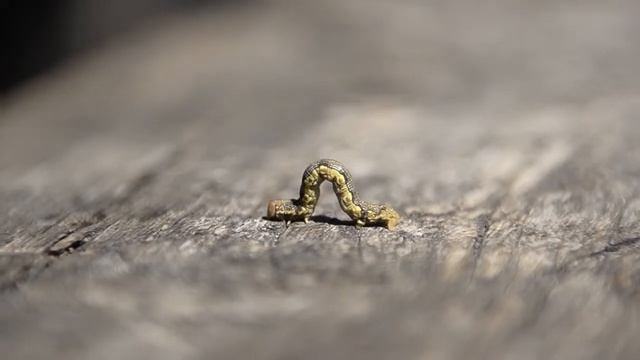 Гусеница смотреть онлайн