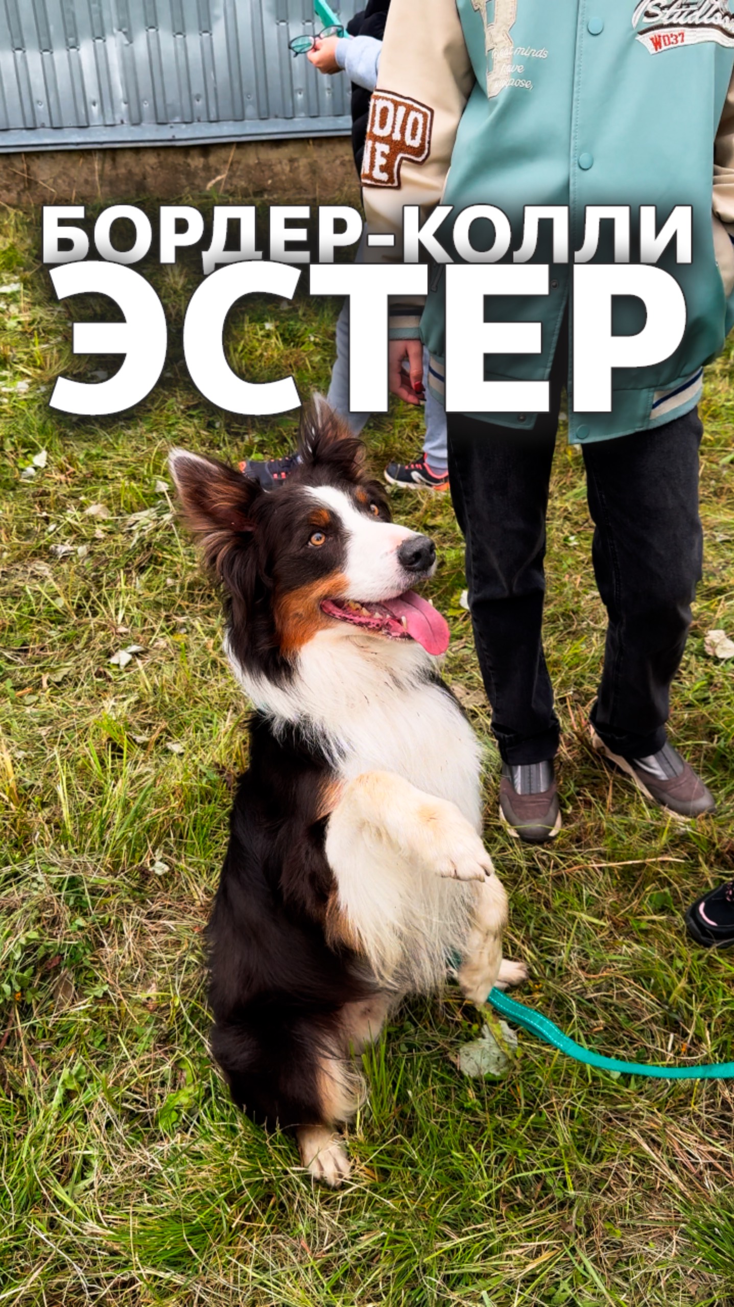 Чудеса дрессировки 🐕 #собака смотреть онлайн