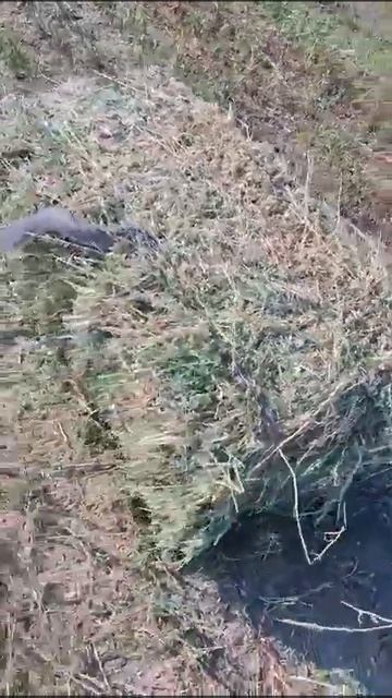 Сено с сюрпризом смотреть онлайн