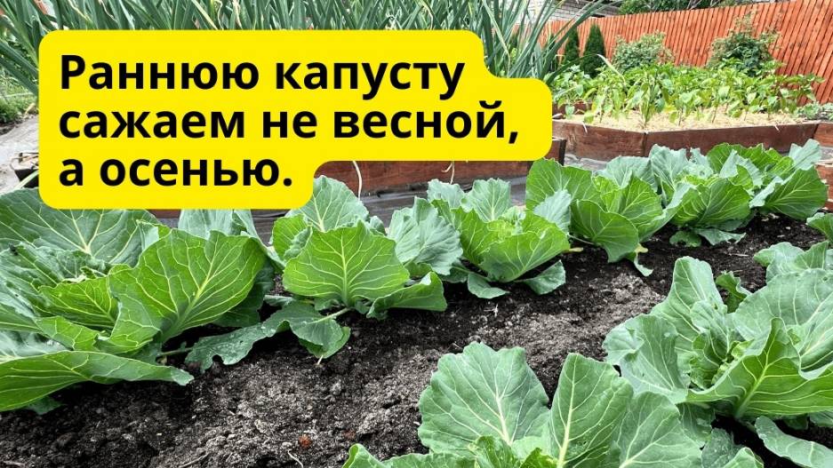 Осеннее выращивание ранней капусты на освободившихся грядках! смотреть онлайн