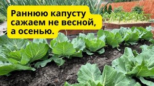 Осеннее выращивание ранней капусты на освободившихся грядках!