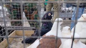 Ярмарка голубей г. Тула. 24.08.25.