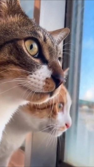 😂 БЕЖИТ 🙀 ЗА КОГО БОЛЕЕШЬ 🤔 ОЗВУЧКА СМЕШНЫХ КОТОВ 🔥 #говорящийкот #озвучка #угараю