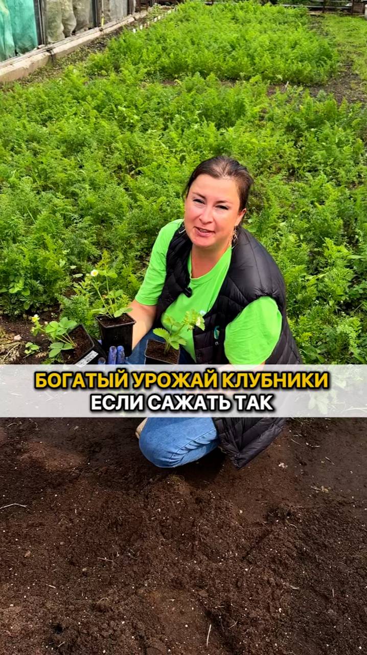 Вы получите огромный урожай клубники, если посадите ее ТАК!