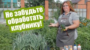 Чем обработать клубнику осенью: защита земляники от болезней и вредителей