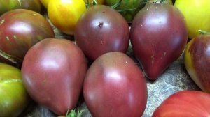 Томаты - новинки 2025 года. Томат Вишневый сироп Софии Сааковой. Дегустация.