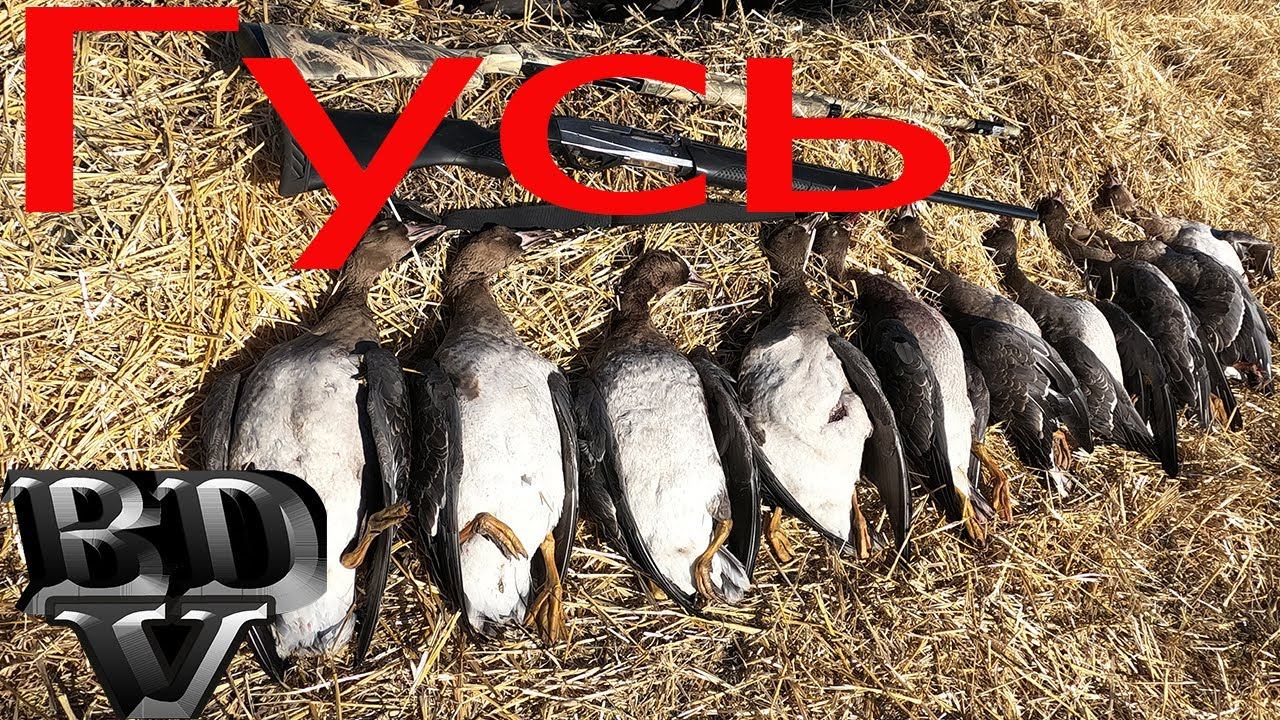 Охота на белолобого гуся!!!