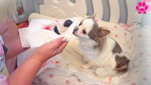 Такого еще не было: ДВА щенка родились за 2 минуты! Собака удивила! Сколько всего щенков?