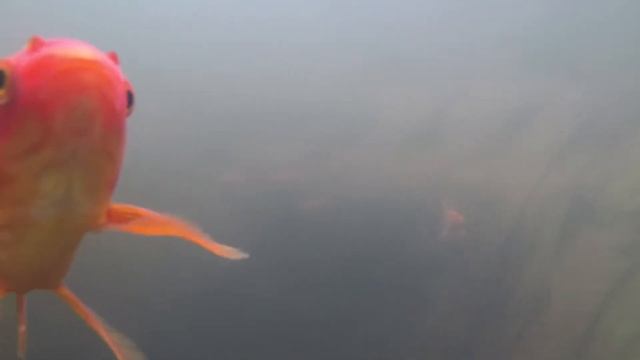 Золотые рыбки смотреть онлайн