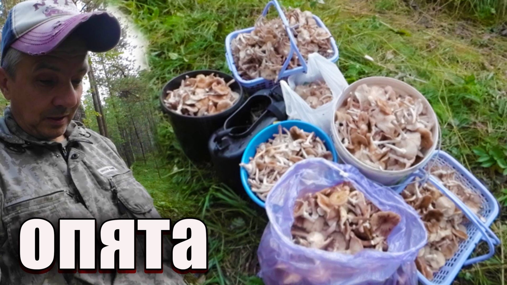 Опята. Осеннее безумие.Грибы опята в Сибири 2025г. смотреть онлайн