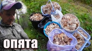 Опята. Осеннее безумие.Грибы опята в Сибири 2025г.