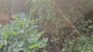 участок 1000034208.mp4