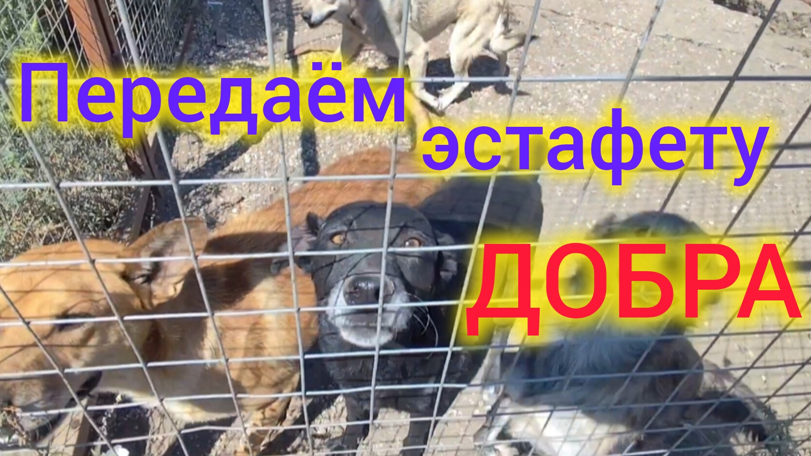 Ейск🌹Володя не отказал в ПОМОЩИ/Твори ДОБРО/Слепой ротвейлер из ПРИЮТА. смотреть онлайн