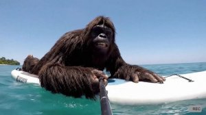 Bigfoot Doni потерял всё… и орёт как бешеный!