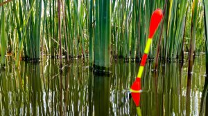 ЛЕСНОЙ ПРУД РАЗДАЁТ КРУПНЯК! Рыбалка на поплавок. ШАШЛЫК ИЗ КАРПА и рыбалка с НОЧËВКОЙ.