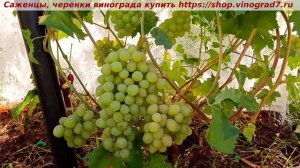 Виноград 08.2025- РАННИЙ ПАЛЫЧА. Ультраранний, созревает в 20х числах июля, огромные ягоды, грозди