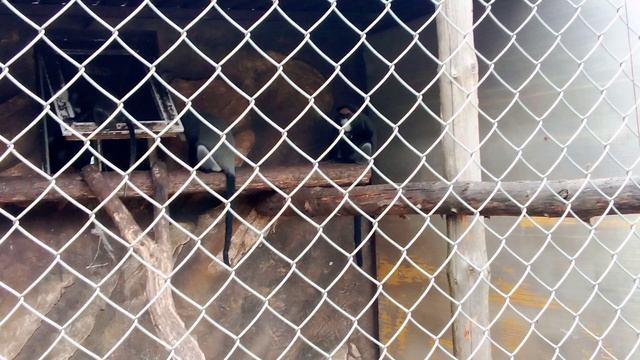 Зоопарк планета обезьян. Мартышка Бразза.