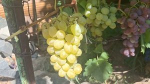 Виноград, сорта: Рататуй, Дубовский розовый, Ризамат и Алвика