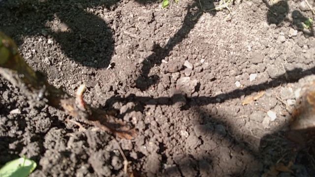 У РОЗЫ ЛИСТЬЯ С СЕМЬЮ ЛИСТОЧКАМИ. ЧТО? смотреть онлайн