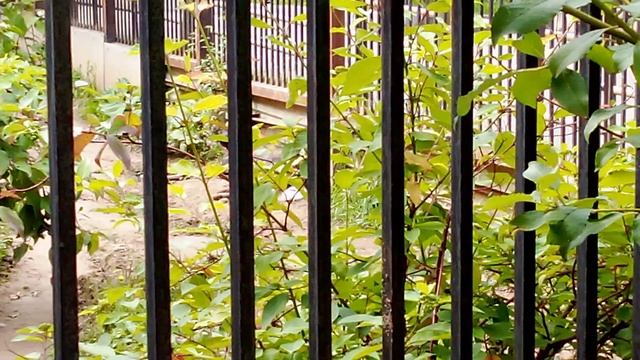 Зоопарк планета обезьян. Гиеновидная собака.