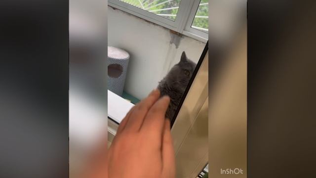 Веселая жизнь кота смотреть онлайн