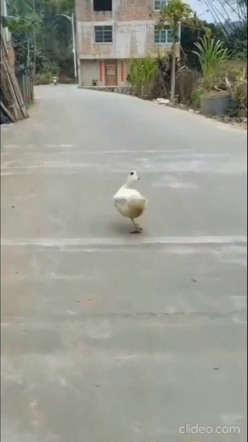 Весёлый гусь...