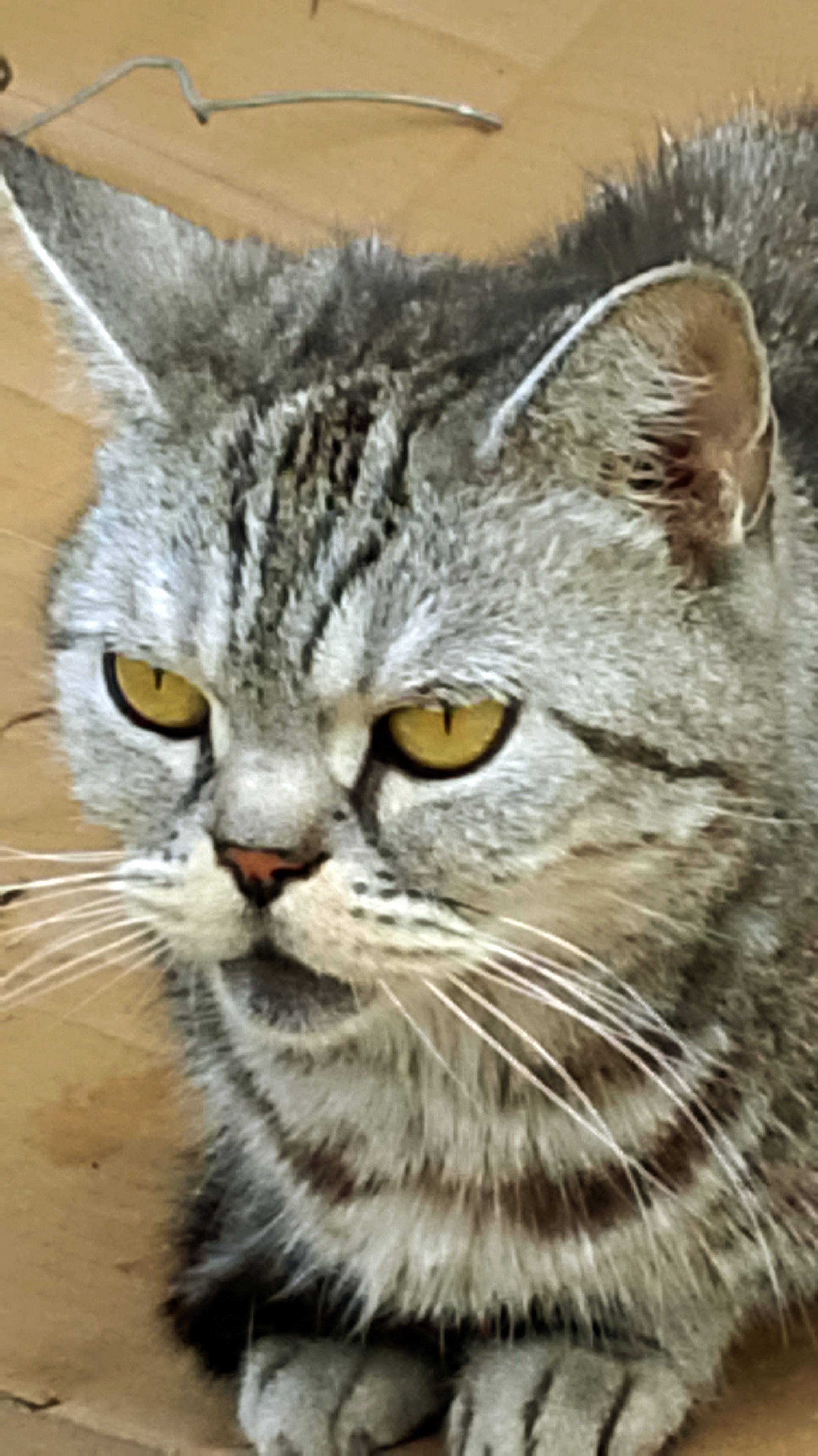 Перерыв!😻😀 Юмор с животными смотреть онлайн