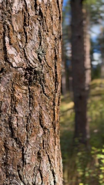 Жизнь в загородном доме в посёлке Hillside.