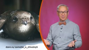 Всё обо всём. Удивительные стрижи. Выпуск от 26.08.25