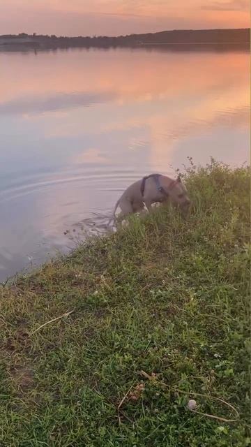 Амстафф Луна