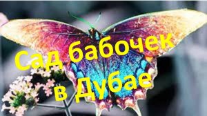 Великолепный Сад Бабочек в Дубае. Почувствуйте себя частичкой природы