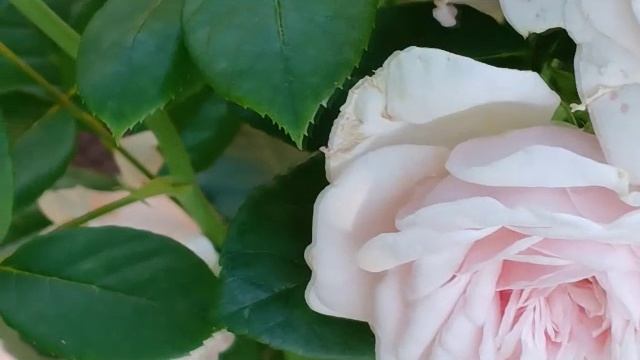 КОМЕДИЯ РОК Королевство Цветов!(( смотреть онлайн