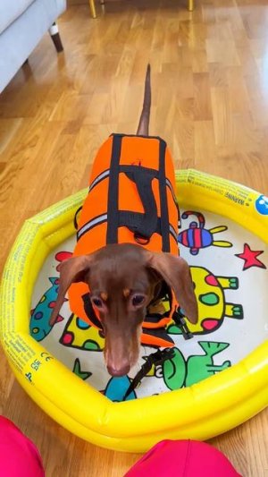 ЧАПИ РЕШИЛА ПОКУПАТЬСЯ В БАССЕЙНЕ