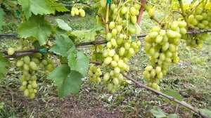 ГФ Белая Надежда селекции Щенникова О. Н. виноград на 5++.