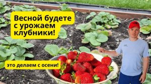 Без этого клубнике осенью никак- не затягивайте!