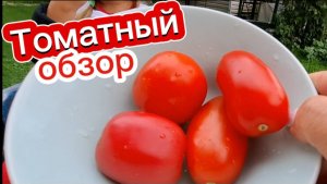 Обзор сортов томатов: Пуговка» и «Московский деликатес». Помидоры в августе. Сад и огород 2025