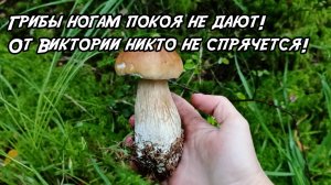 Грибы ногам покоя не дают! От Виктории никто не спрячется! 25.08.25
