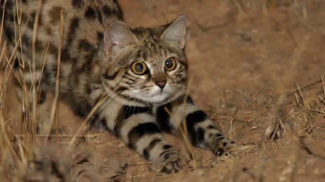 5 интересных фактов о кошках