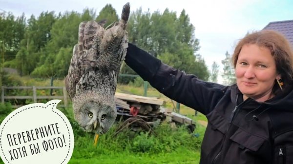 Сову Кофи заарбузили и выгнали из вольера. К кошке Морошке приехала подружка Алёнка