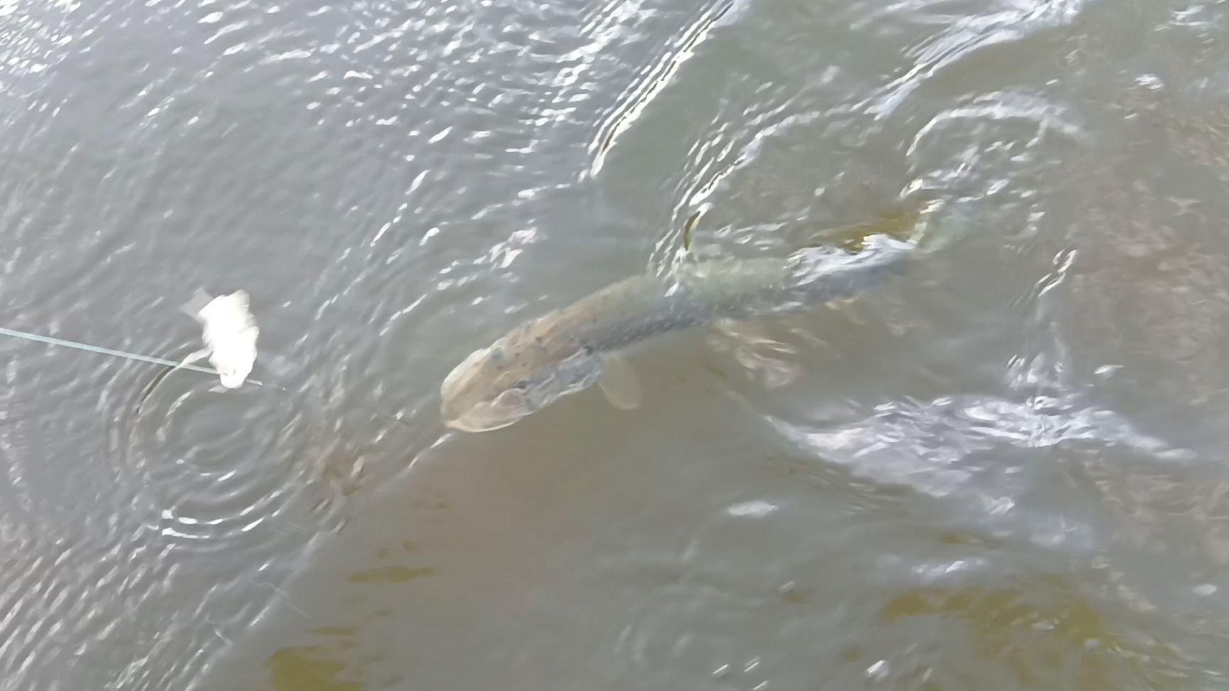 Проверка закидушек на хищников.Утро,вечер.26.08.25г. смотреть онлайн