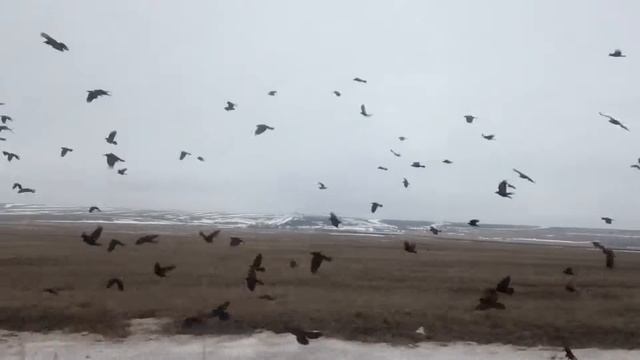 Чёрные вороны смотреть онлайн