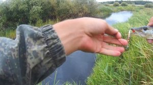 На Мели Стоят Злые ЩУКИ. Ловим рыбу на блесну. Рыбалка на лугах